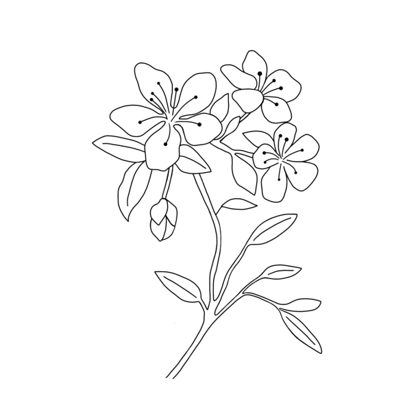 kirsebrblomster