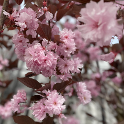 Kirseb�rblomster
