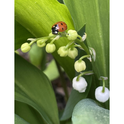 Marieh�ns p� Soluvlies