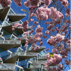 Kirseb�rblomster